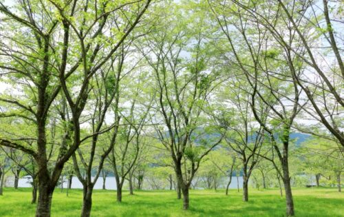 自己肯定感を育てるシリーズ⑥自分を満たすこと