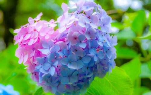 心の傷とともに生きていく〜心理カウンセラーとしての原点回帰〜