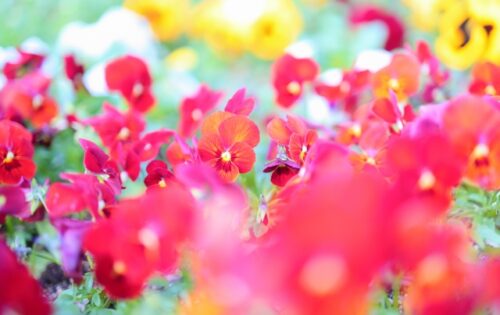 自己肯定感を育てるシリーズ13  今も親の基準で生きていませんか？